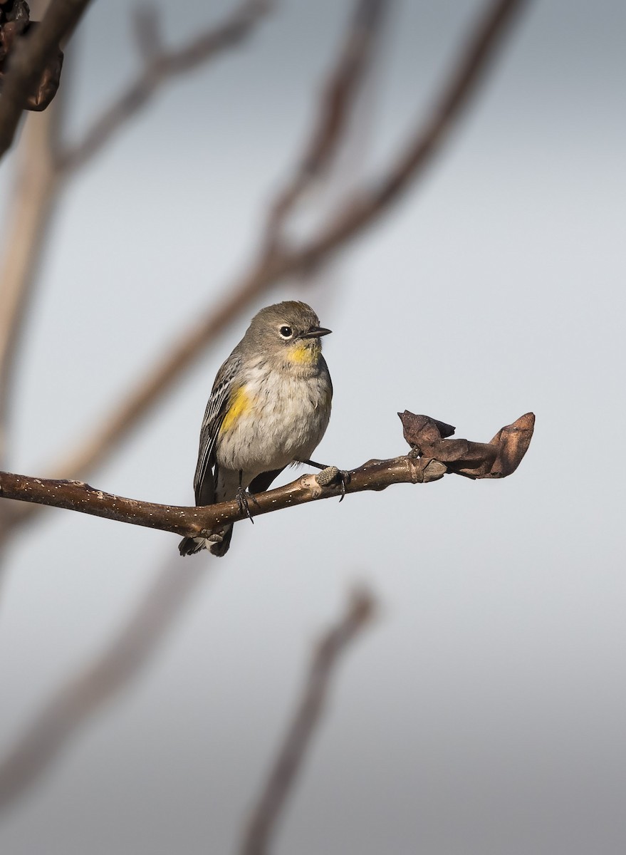 Yellow-rumped Warbler (Audubon's) - ML79706501
