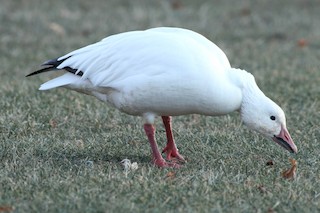 Snow Goose, ML79707281