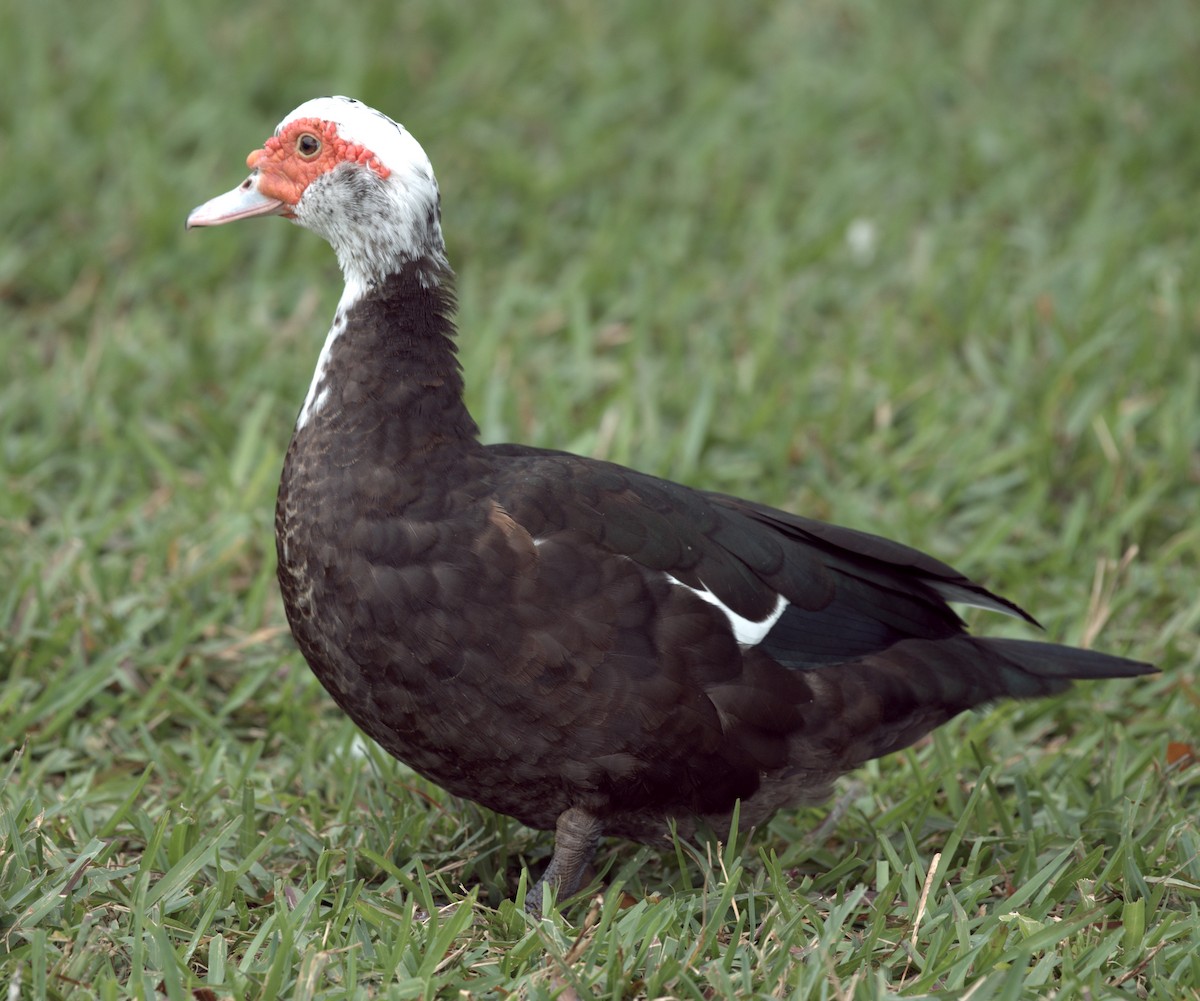 Muscovy Duck (Domestic type) - Edwin Larson