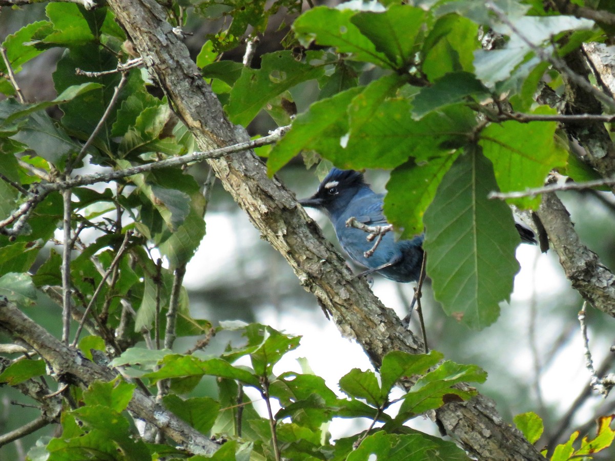 Steller's Jay (Middle American) - ML79708551