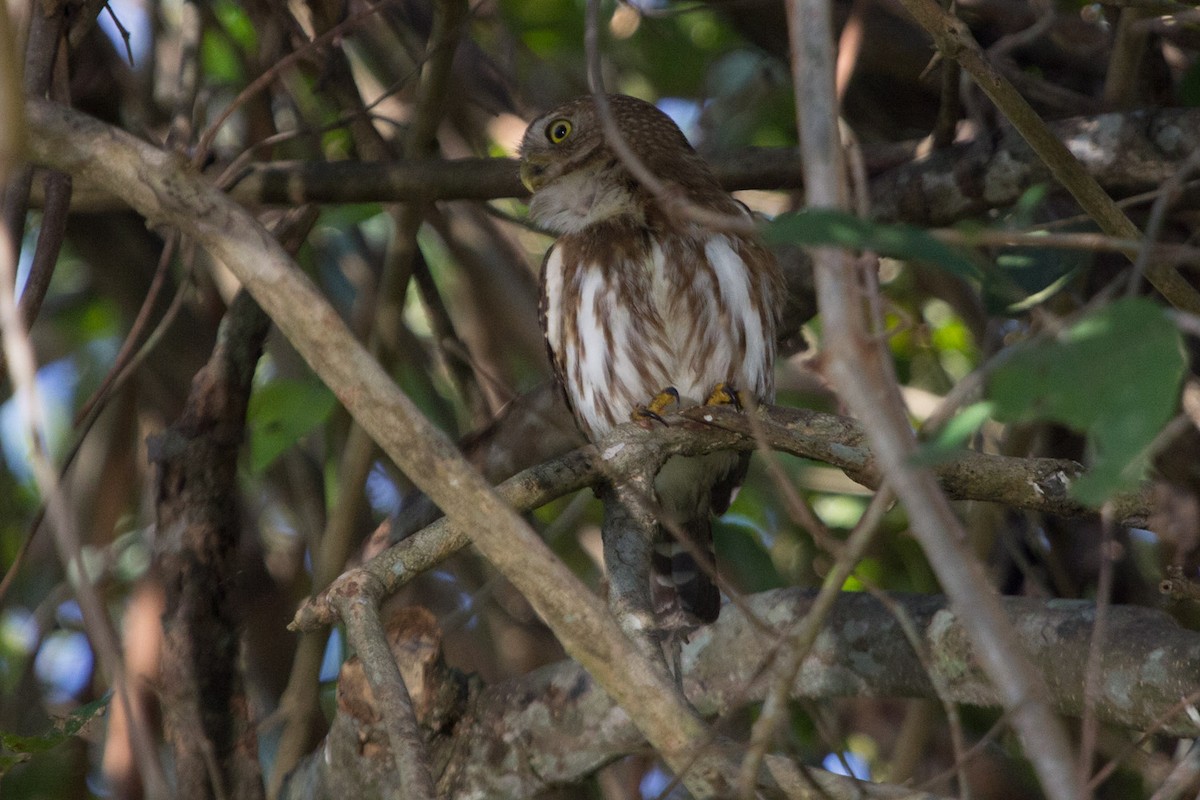 Ferruginous Pygmy-Owl - Lindy Fung