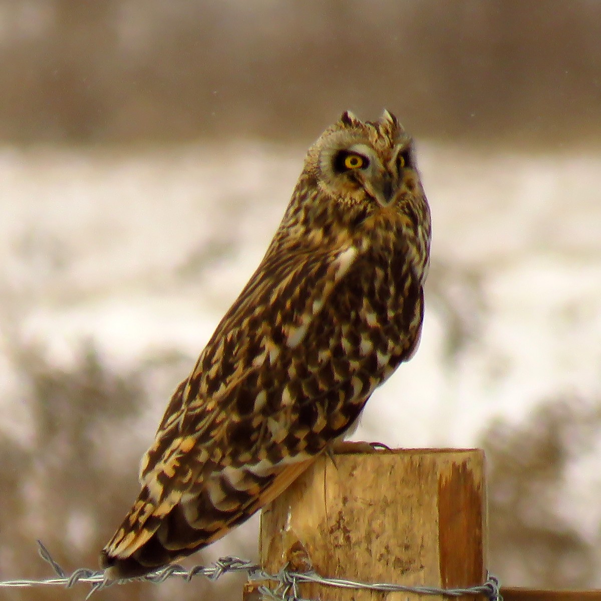 Short-eared Owl - ML79713141