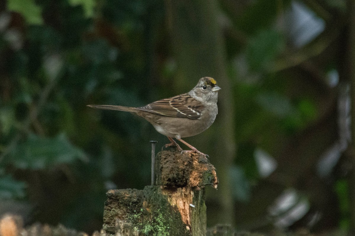 Golden-crowned Sparrow - Joshua Little