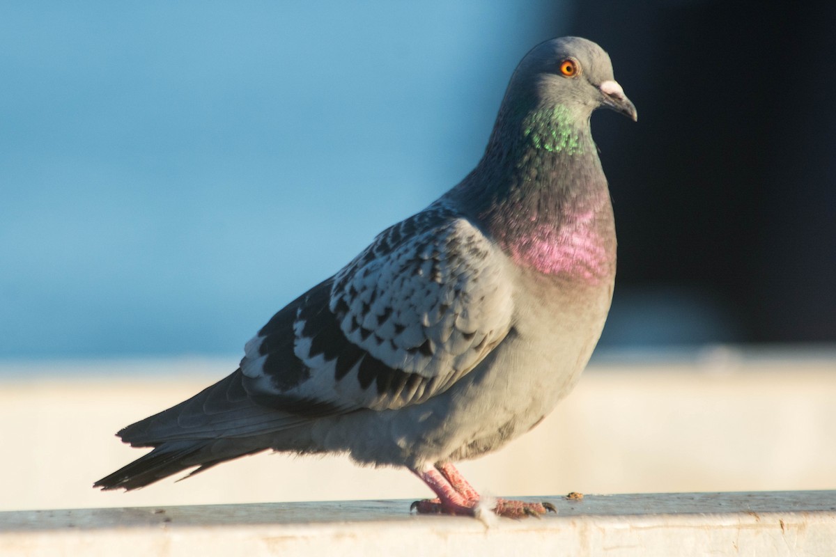 Rock Pigeon (Feral Pigeon) - Joshua Little