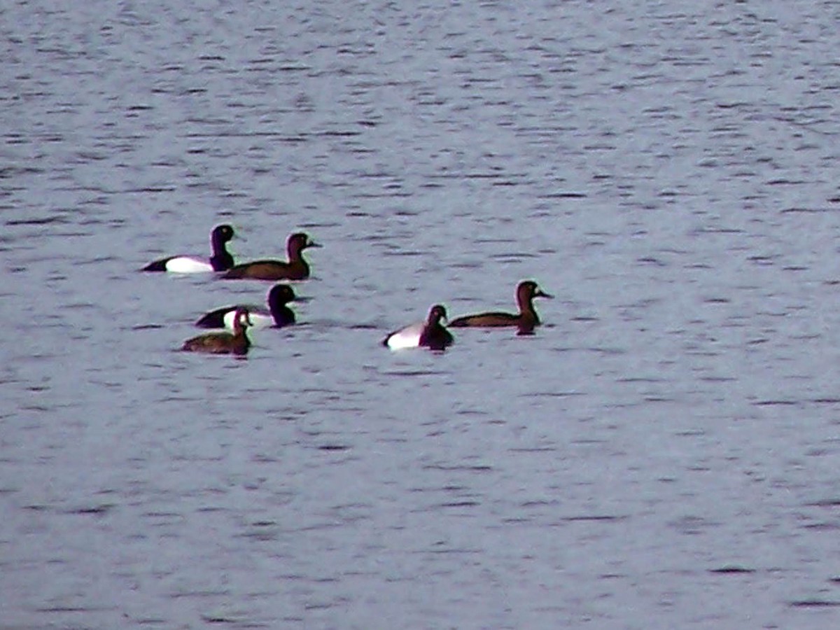 Greater Scaup - ML79718661