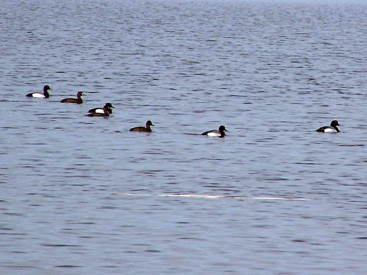 Greater Scaup - ML79718681
