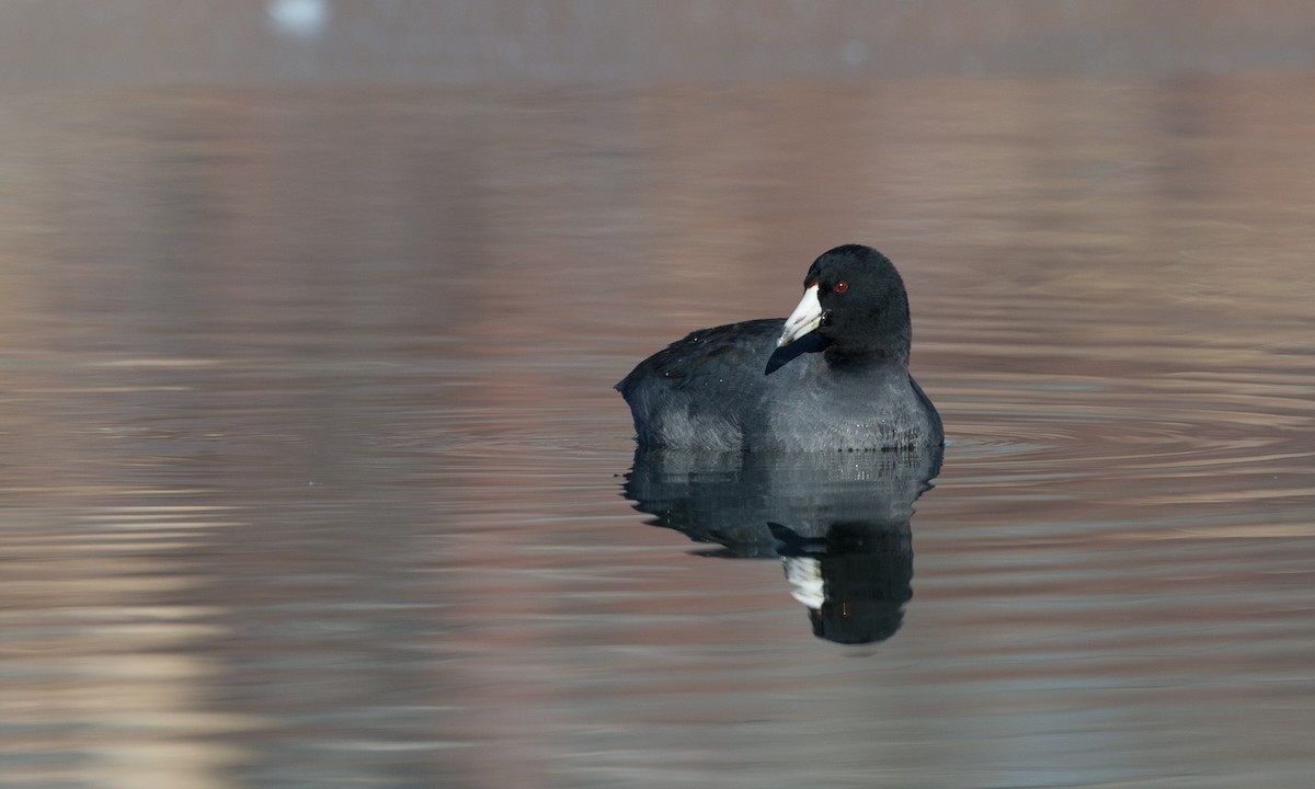 American Coot (Red-shielded) - ML79718771