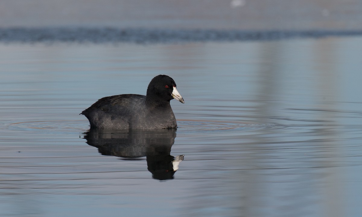 American Coot (Red-shielded) - ML79718781