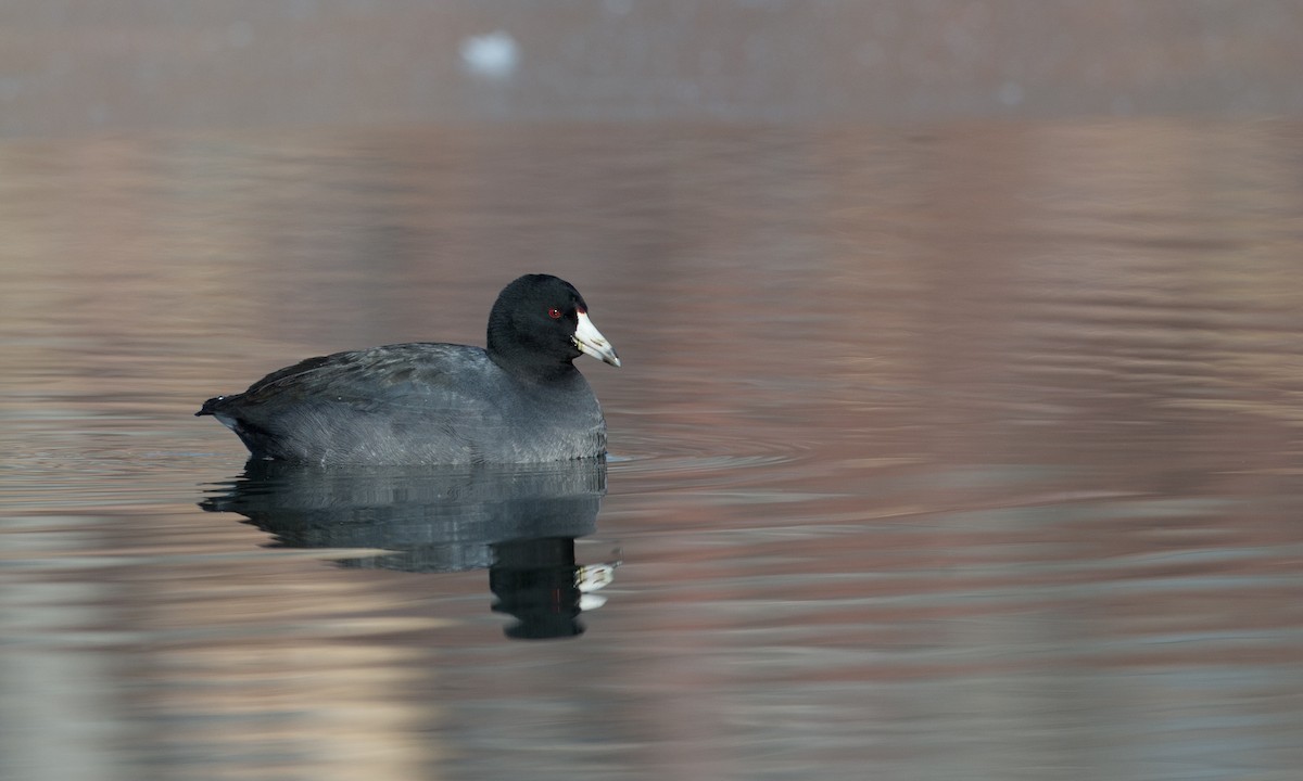 American Coot (Red-shielded) - Chris Wood
