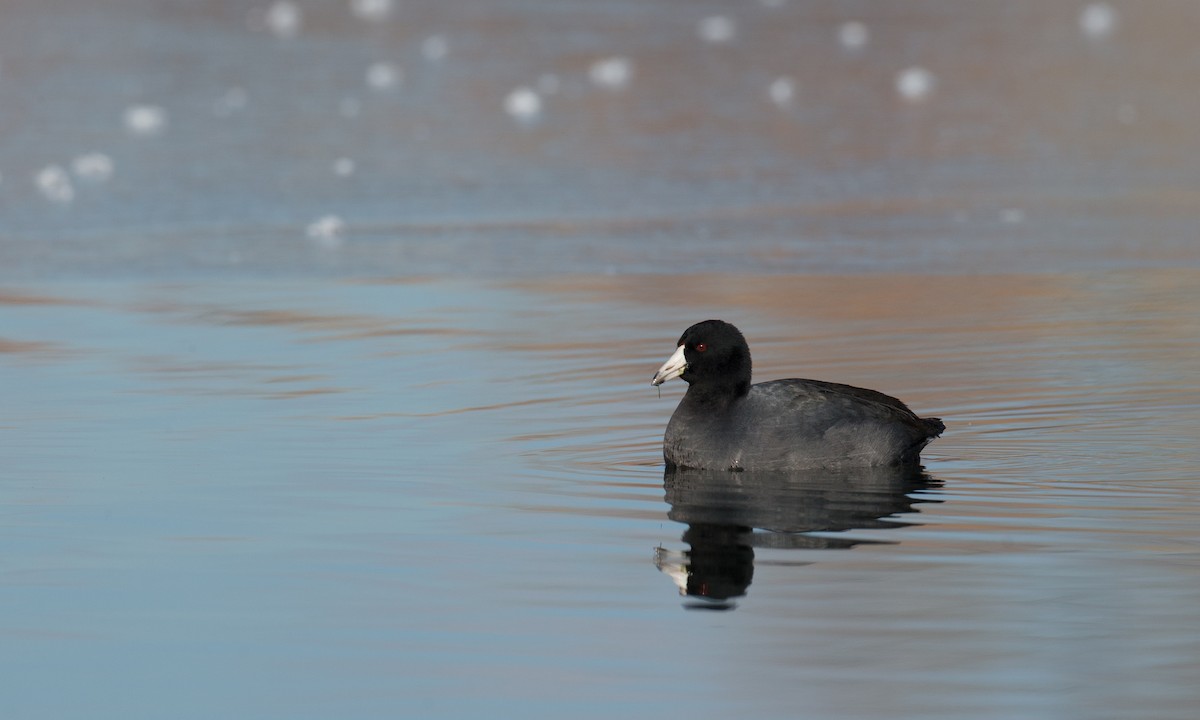 American Coot (Red-shielded) - ML79718801