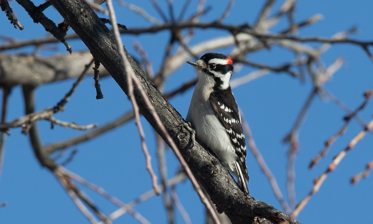 Downy Woodpecker (Rocky Mts.) - ML79718881
