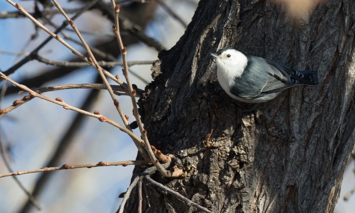 White-breasted Nuthatch (Interior West) - ML79718921