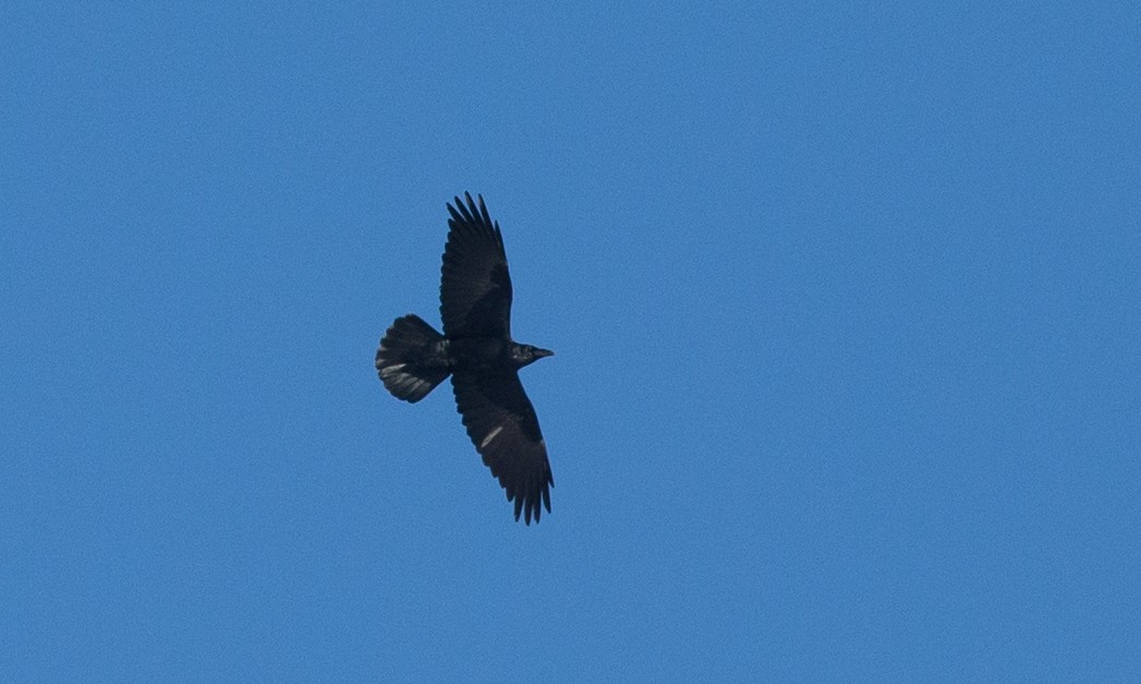 Common Raven - ML79719111