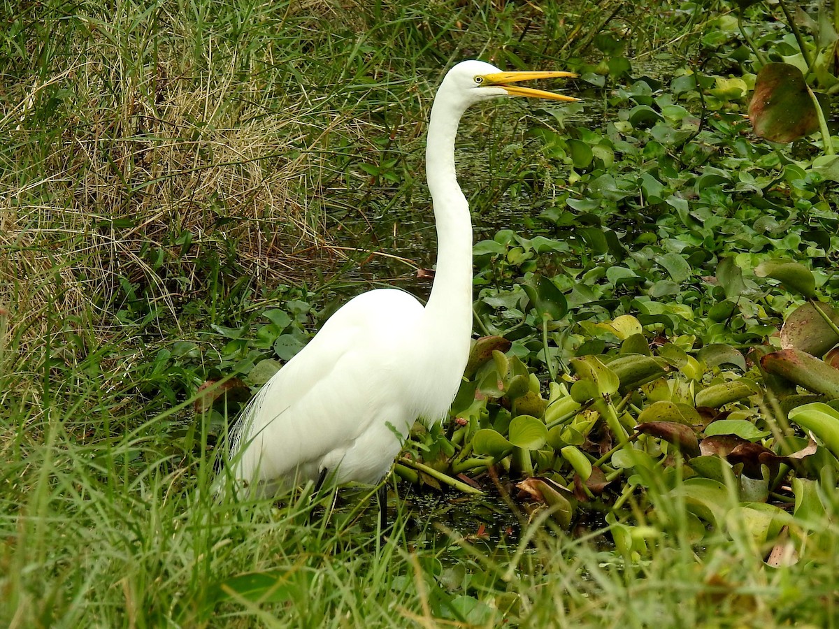 Great Egret - Ted Hogg
