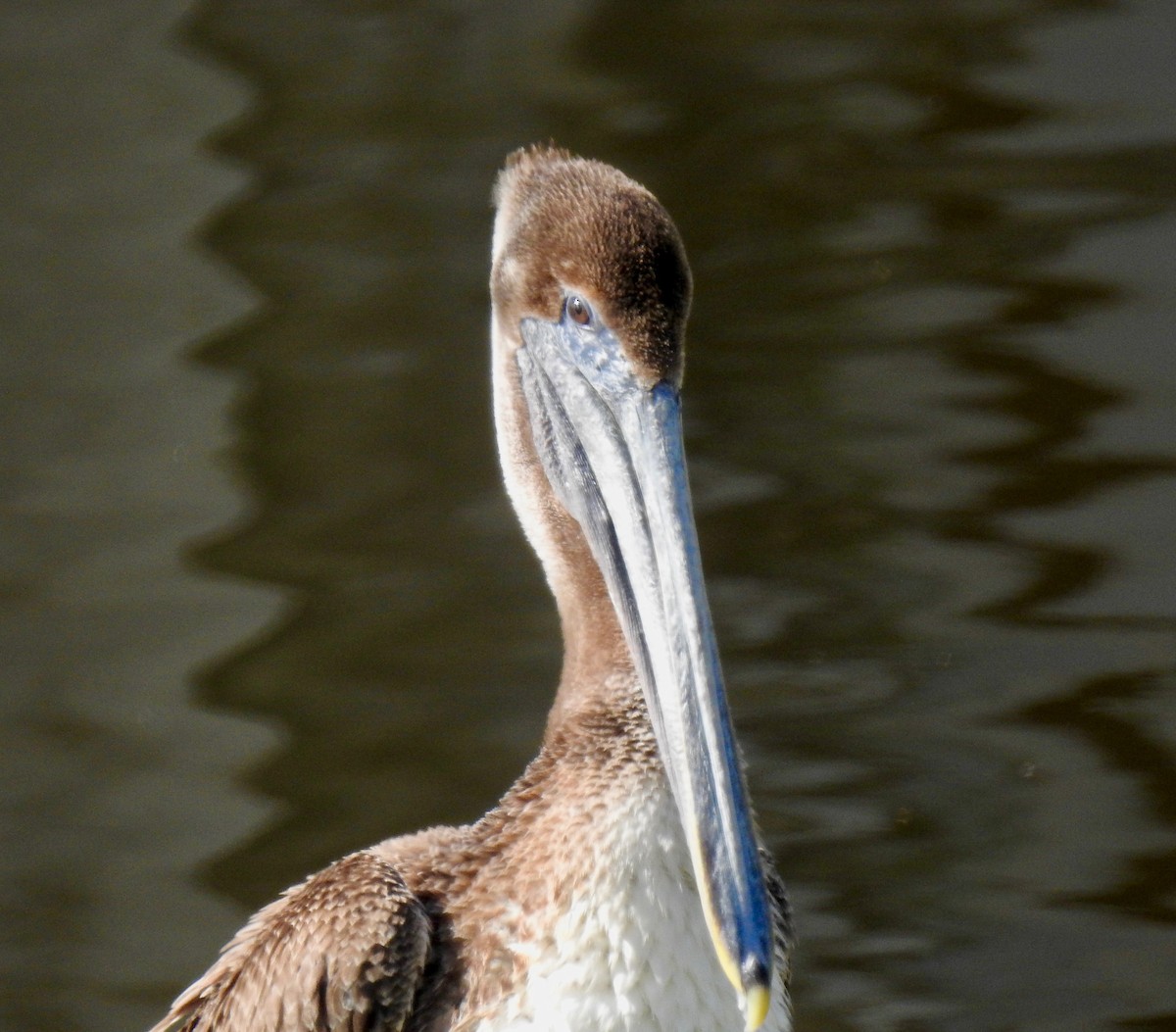 pelikán hnědý - ML79724001