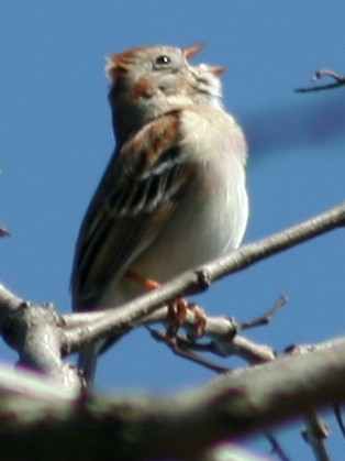 Field Sparrow - Kenny Frisch