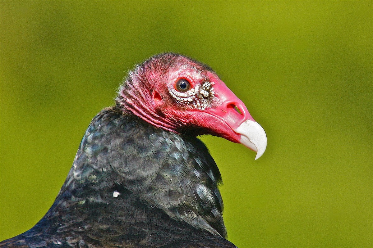 Turkey Vulture - ML79727381