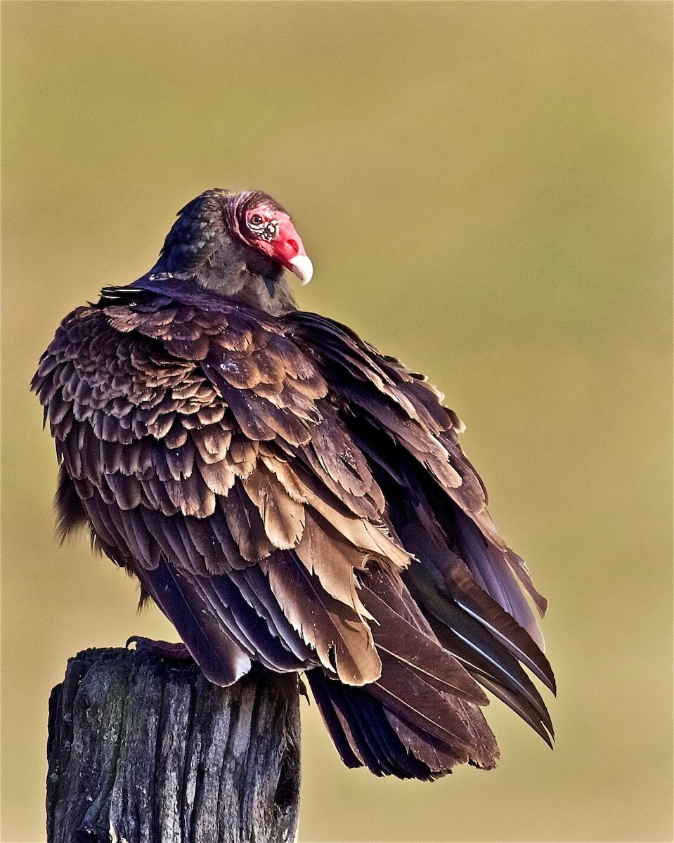 Turkey Vulture - ML79727531
