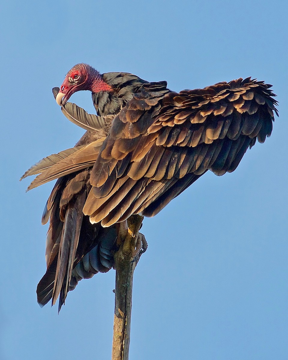 Turkey Vulture - ML79727741