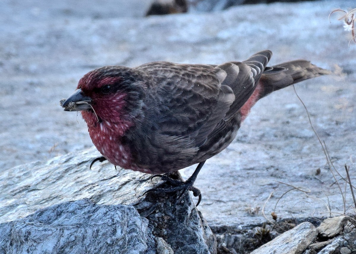 Red-fronted Rosefinch - ML79728101