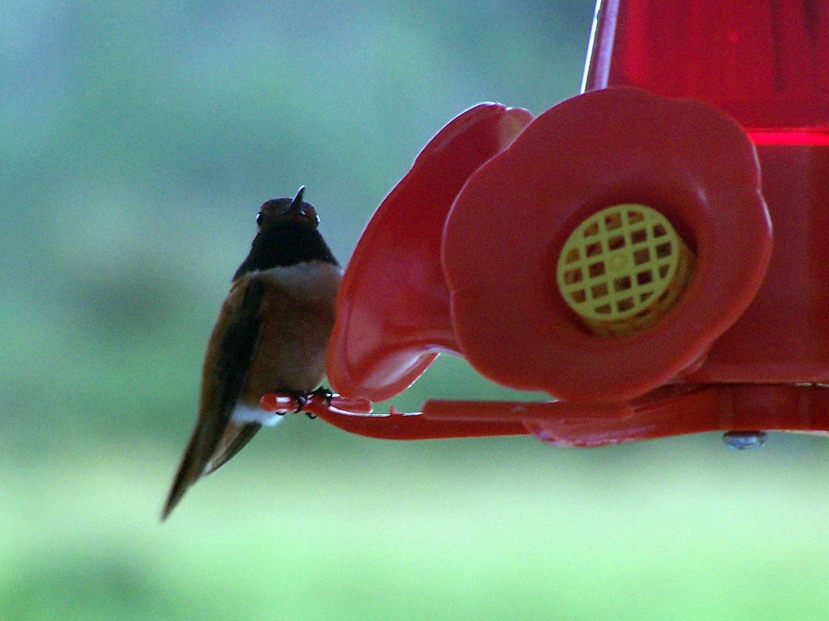 Rufous Hummingbird - Louis Imbeau