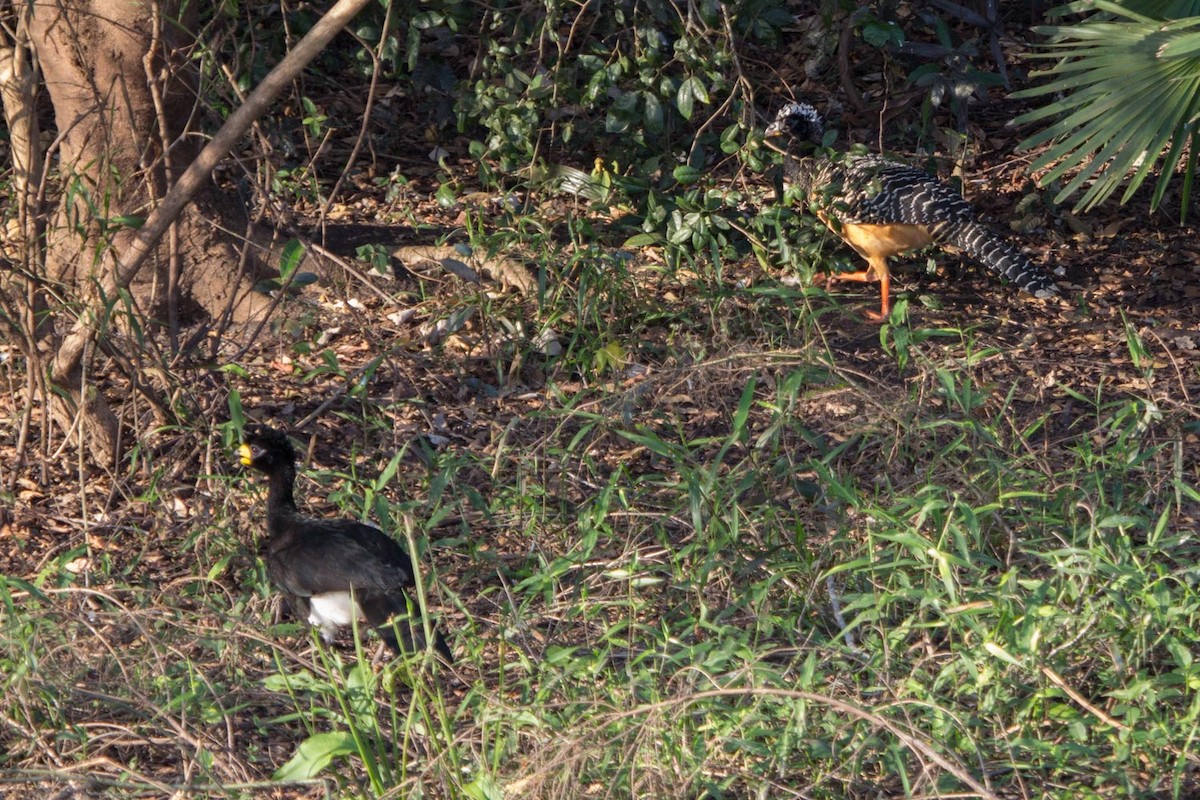 Bare-faced Curassow - ML79731031