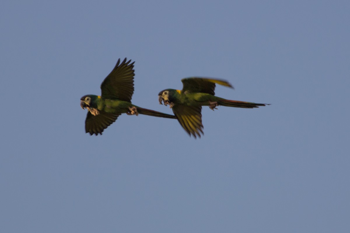 Yellow-collared Macaw - ML79731281