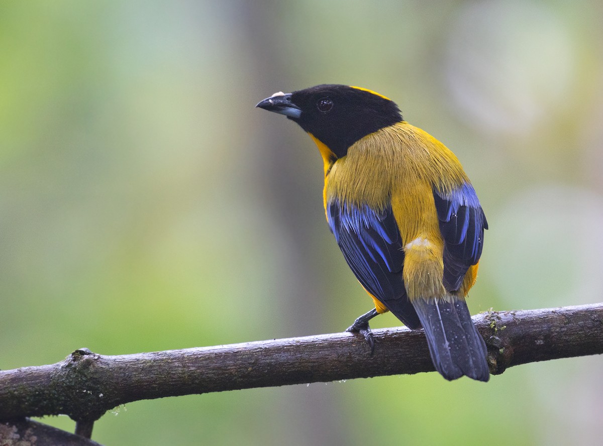 Black-chinned Mountain Tanager - Sam Woods