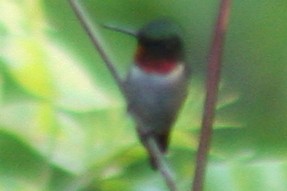 Ruby-throated Hummingbird - Kenny Frisch