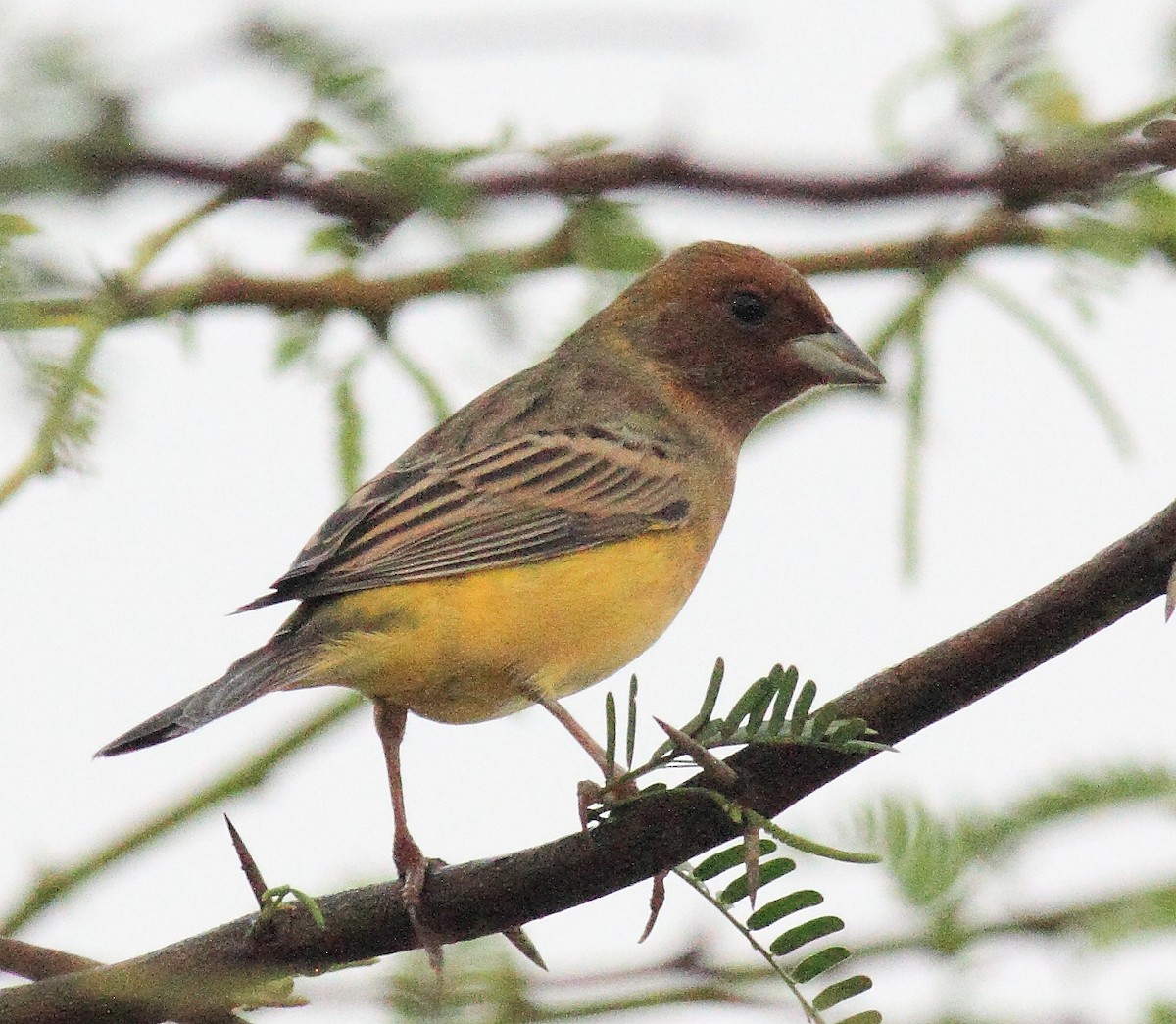 Red-headed Bunting - ML79733721