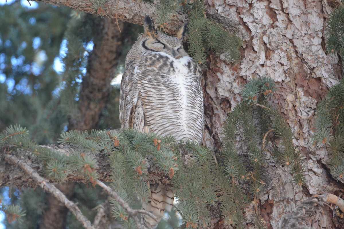 Great Horned Owl - ML79735101