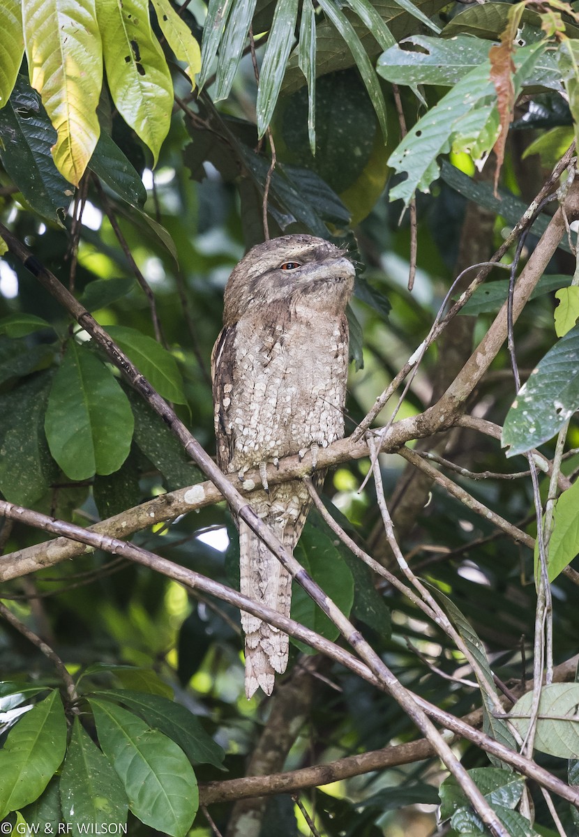 Papuan Frogmouth - Gary & Robyn Wilson