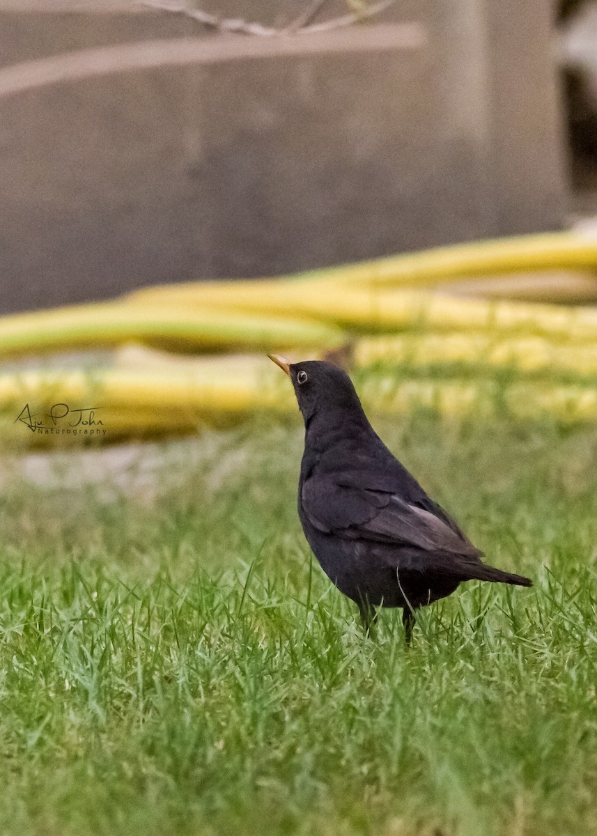 Eurasian Blackbird - Aju John