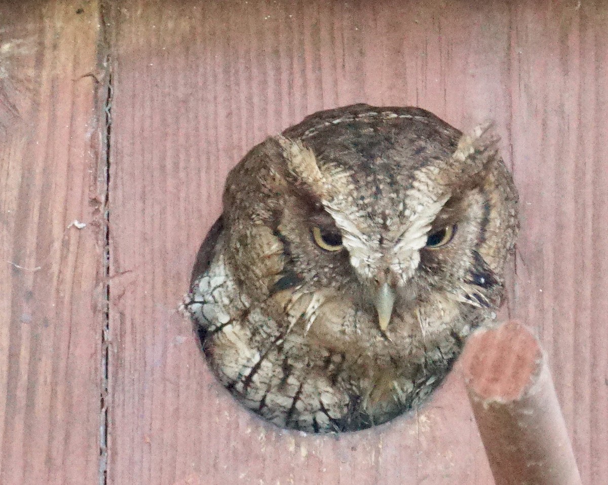 Tropical Screech-Owl - Anonymous