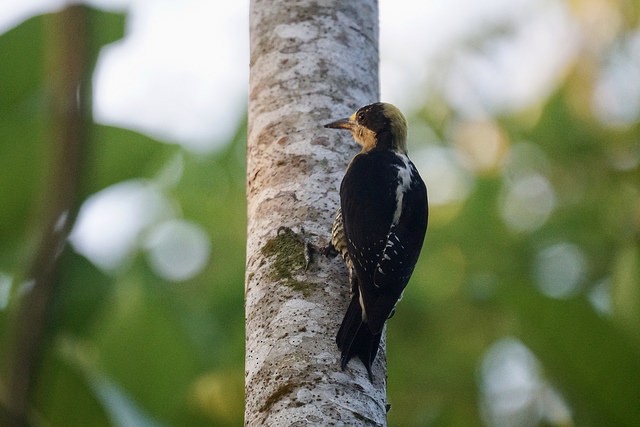 Golden-naped Woodpecker - ML79737371