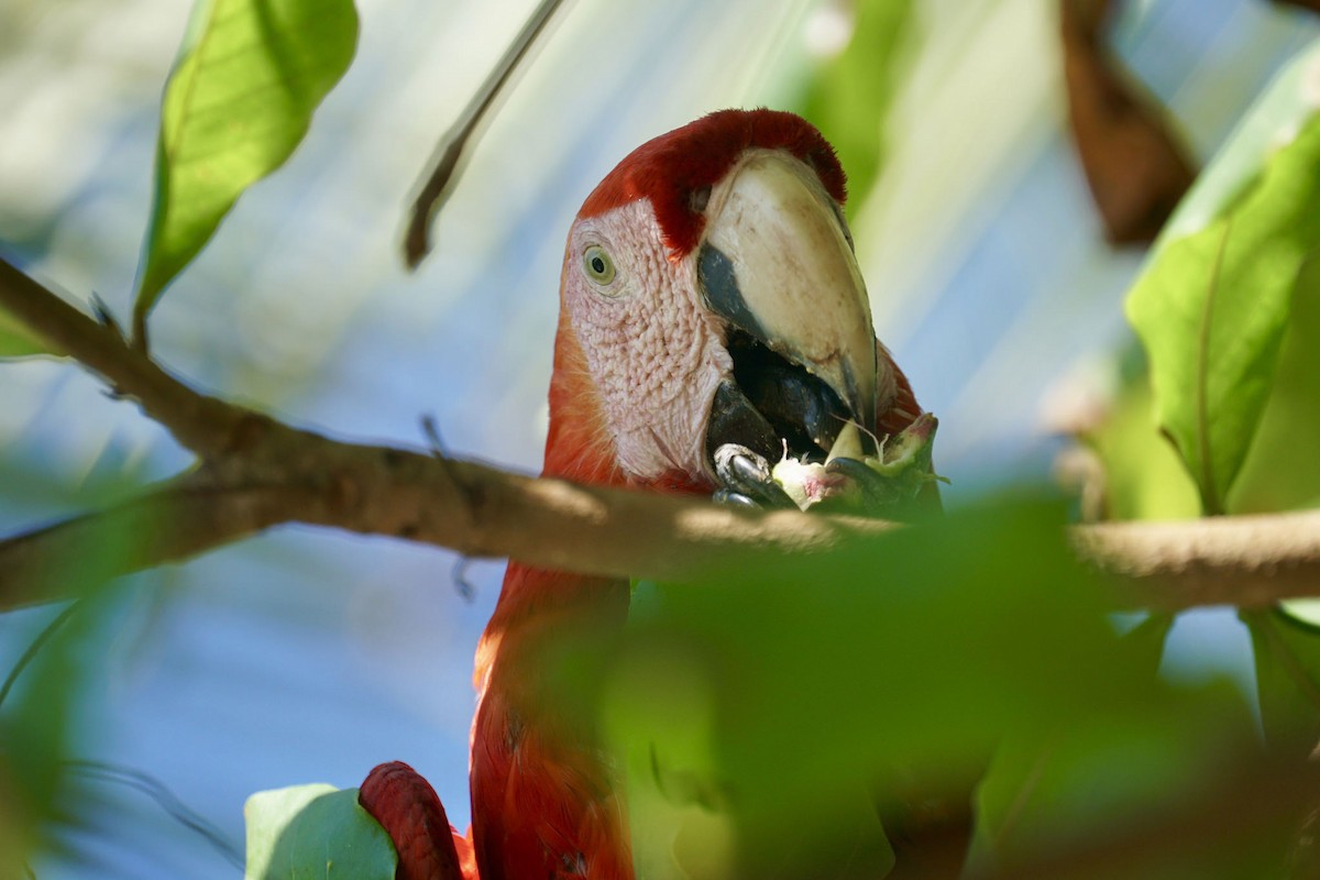 Scarlet Macaw - ML79737501