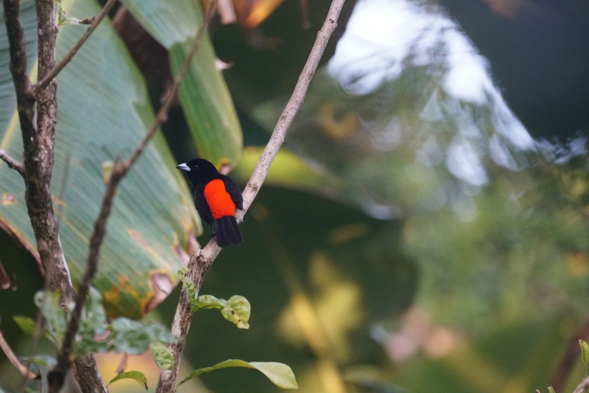 Scarlet-rumped Tanager (Cherrie's) - ML79737541