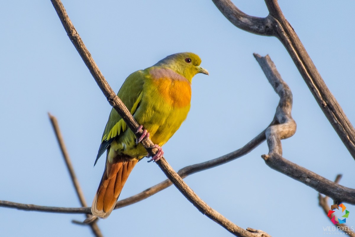 Orange-breasted Green-Pigeon - Prashant Kumar