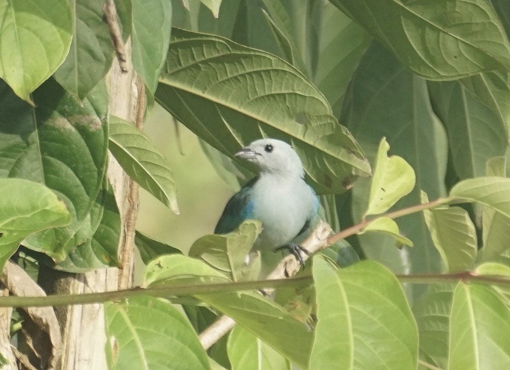 Blue-gray Tanager - ML79737681