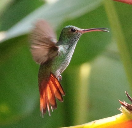 Rufous-tailed Hummingbird - Vasco Valadares