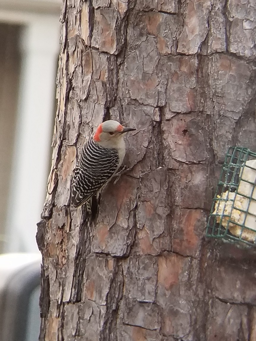 Red-bellied Woodpecker - Jennifer  Shockley