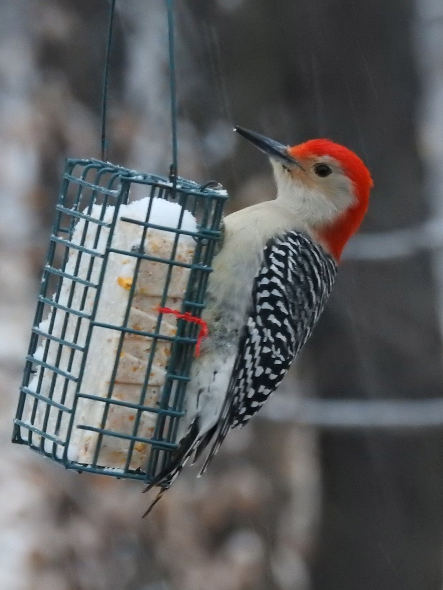 Red-bellied Woodpecker - Nancy VanCott