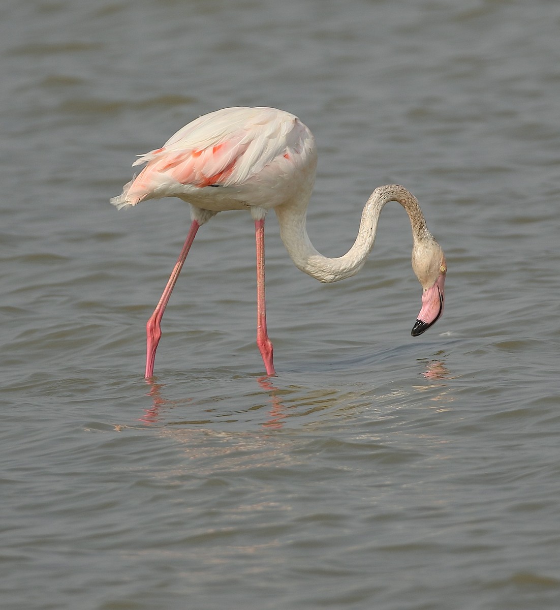 Greater Flamingo - Savio Fonseca (www.avocet-peregrine.com)