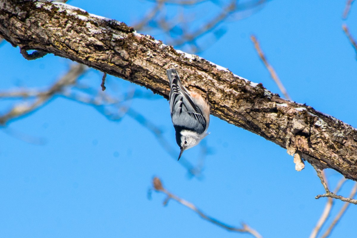 White-breasted Nuthatch - S Garlock