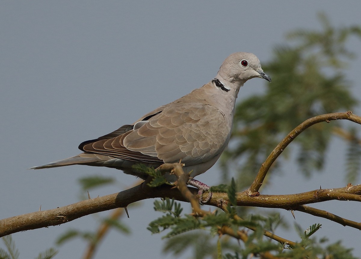 Eurasian Collared-Dove - Savio Fonseca (www.avocet-peregrine.com)