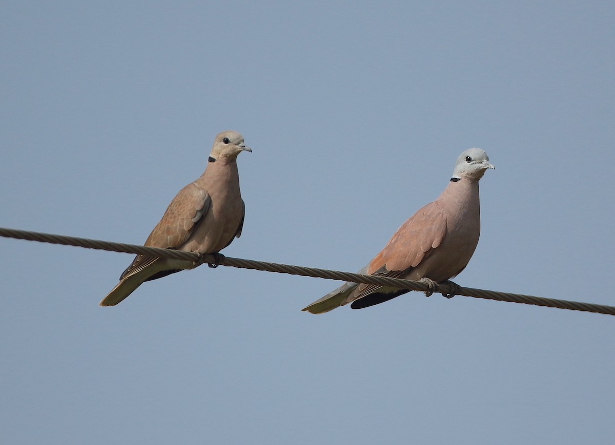Red Collared-Dove - ML79751081