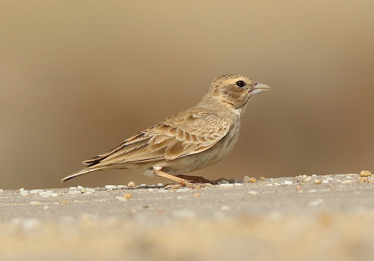 Ashy-crowned Sparrow-Lark - Savio Fonseca (www.avocet-peregrine.com)