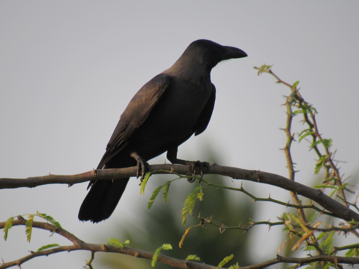 House Crow - Kalaimani Ayuthavel
