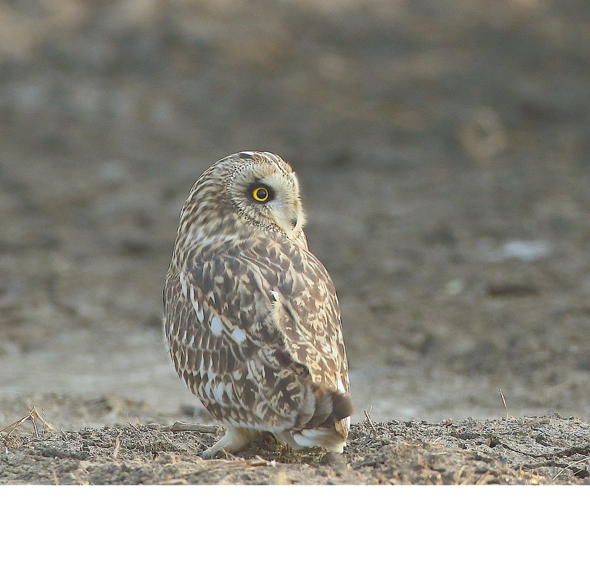 Short-eared Owl - ML79752441