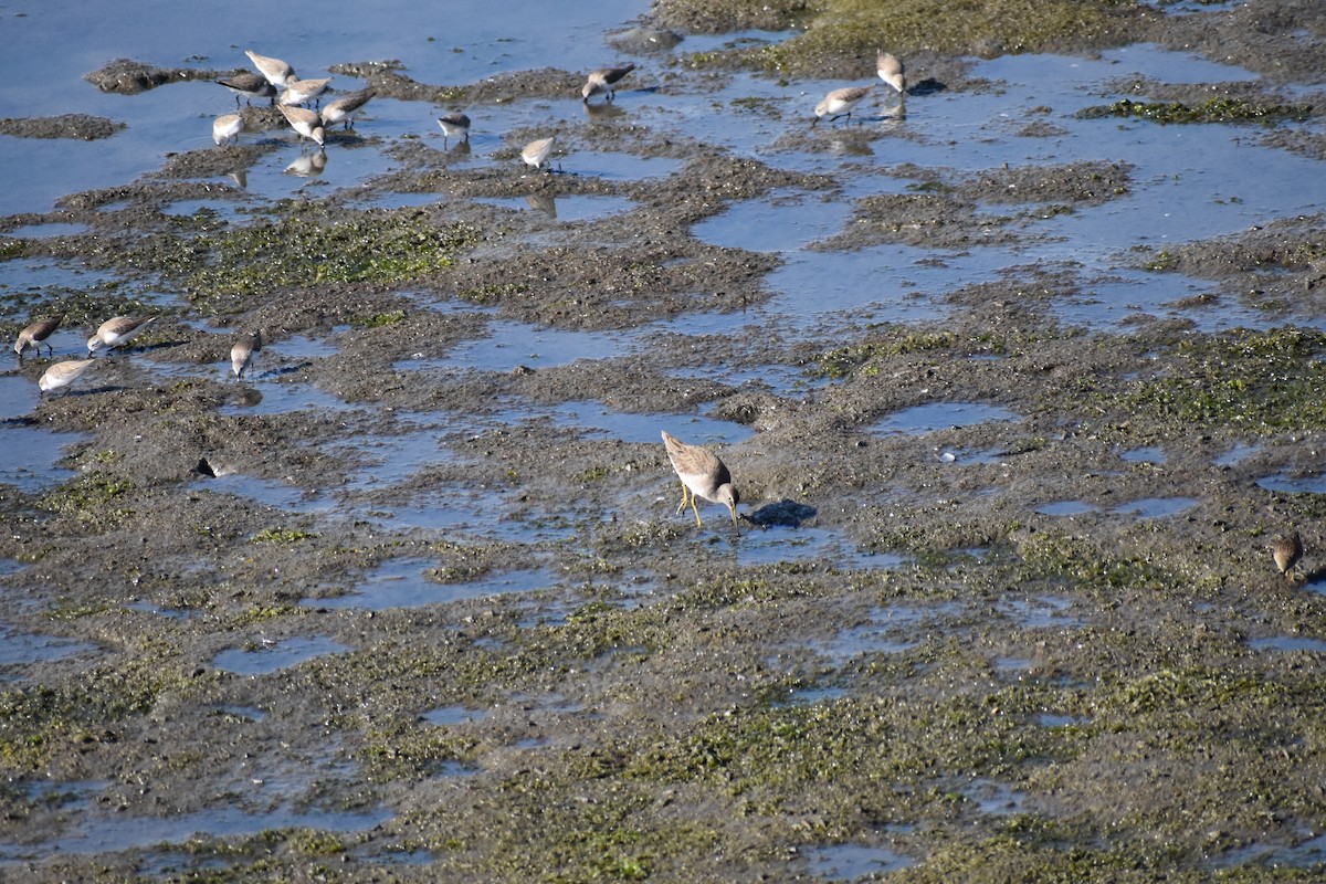 Long-billed Dowitcher - ML79754181